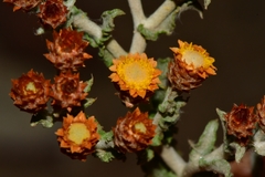 Helichrysum aureofolium
