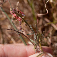Indigofera psoraloides