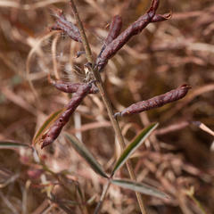 Indigofera psoraloides