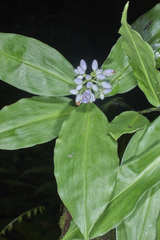 Dichorisandra hexandra