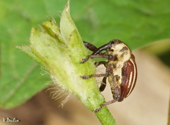 Sternuchopsis ceylonensis