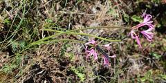 Nerine filifolia