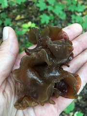 Phaeotremella frondosa