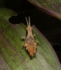 Eujivarus meridionalis