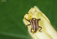 Sternuchopsis ceylonensis
