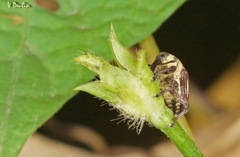 Sternuchopsis ceylonensis