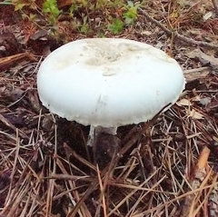 Amanita mutabilis