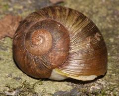 Natalina cafra cafra