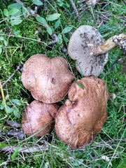 Suillus serotinus