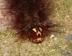 Lasiocampoidea