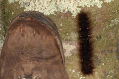 Lasiocampoidea