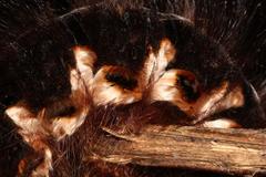 Lasiocampoidea