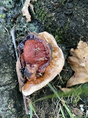 Ganoderma sessile