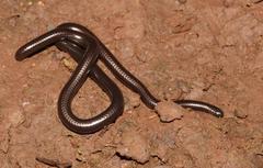 Leptotyphlops conjunctus