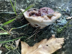 Ganoderma sessile