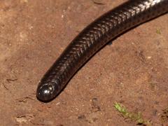 Leptotyphlops conjunctus