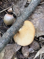 Neofavolus americanus