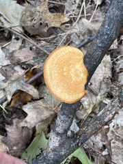 Neofavolus americanus