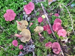 Suillus paluster