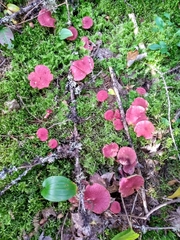 Suillus paluster