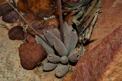 Crassula namaquensis