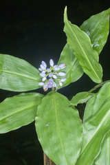 Dichorisandra hexandra