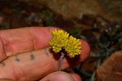 Crassula namaquensis