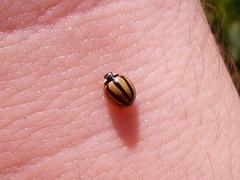 Cheilomenes propinqua