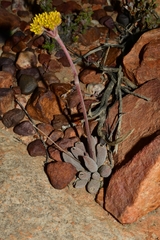 Crassula namaquensis