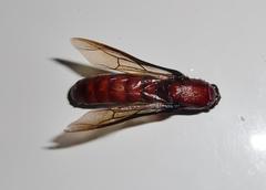 Dorylus helvolus