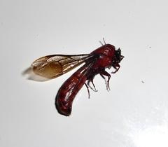 Dorylus helvolus