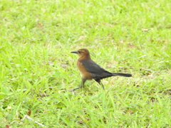 Quiscalus major