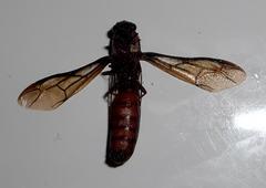 Dorylus helvolus