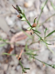 Polygoneae