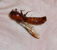 Dorylus helvolus