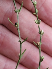 Polygoneae