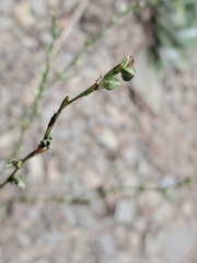 Polygoneae