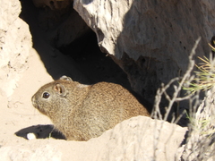 Microcavia australis