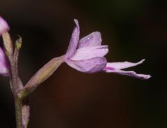Stenoglottis fimbriata