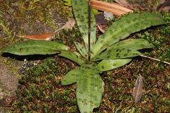 Stenoglottis fimbriata