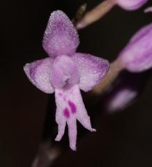 Stenoglottis fimbriata