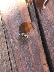 Heliophanus creticus