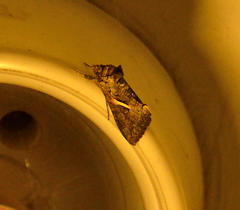 Vittaplusia vittata