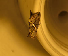 Vittaplusia vittata