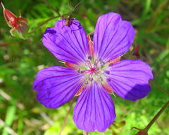 Geranium incanum multifidum