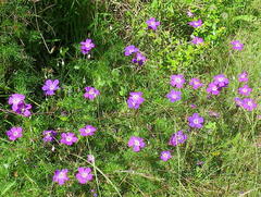 Geranium incanum multifidum