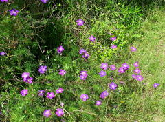 Geranium incanum multifidum
