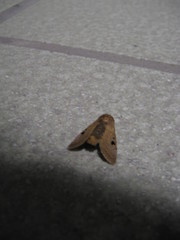 Athetis bispurca