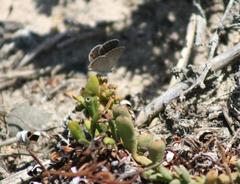 Eicochrysops messapus messapus