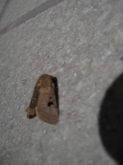Athetis bispurca